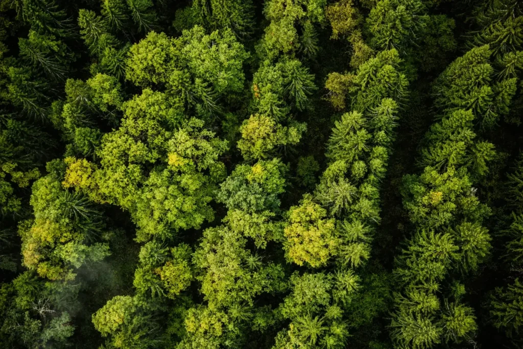 Foto van een mooi, groen bos van bovenaf genomen.